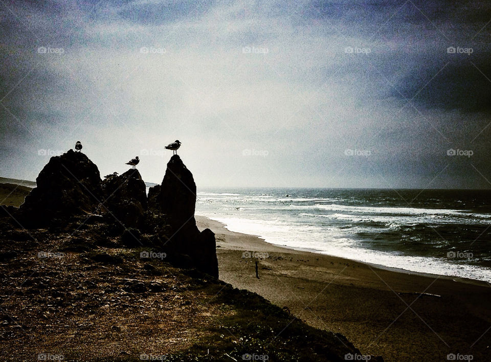 Seagulls at the Beach