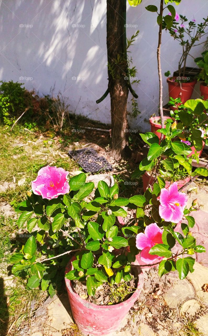 A thing of beauty is a joy for ever