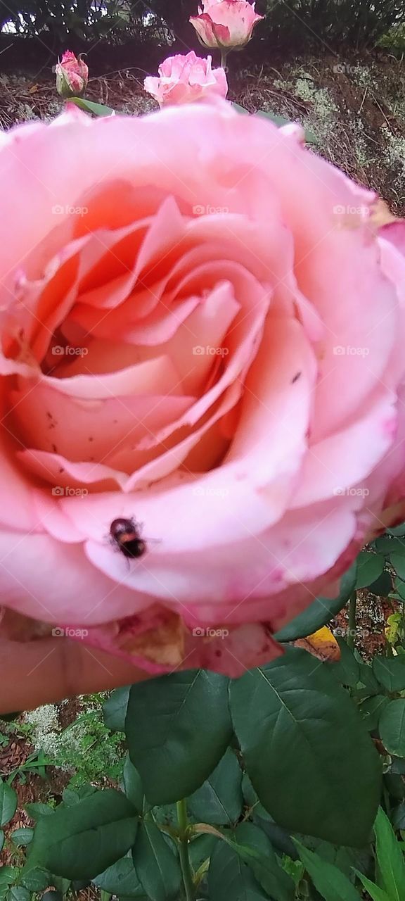 roses beautiful roses colorful green buds and animals