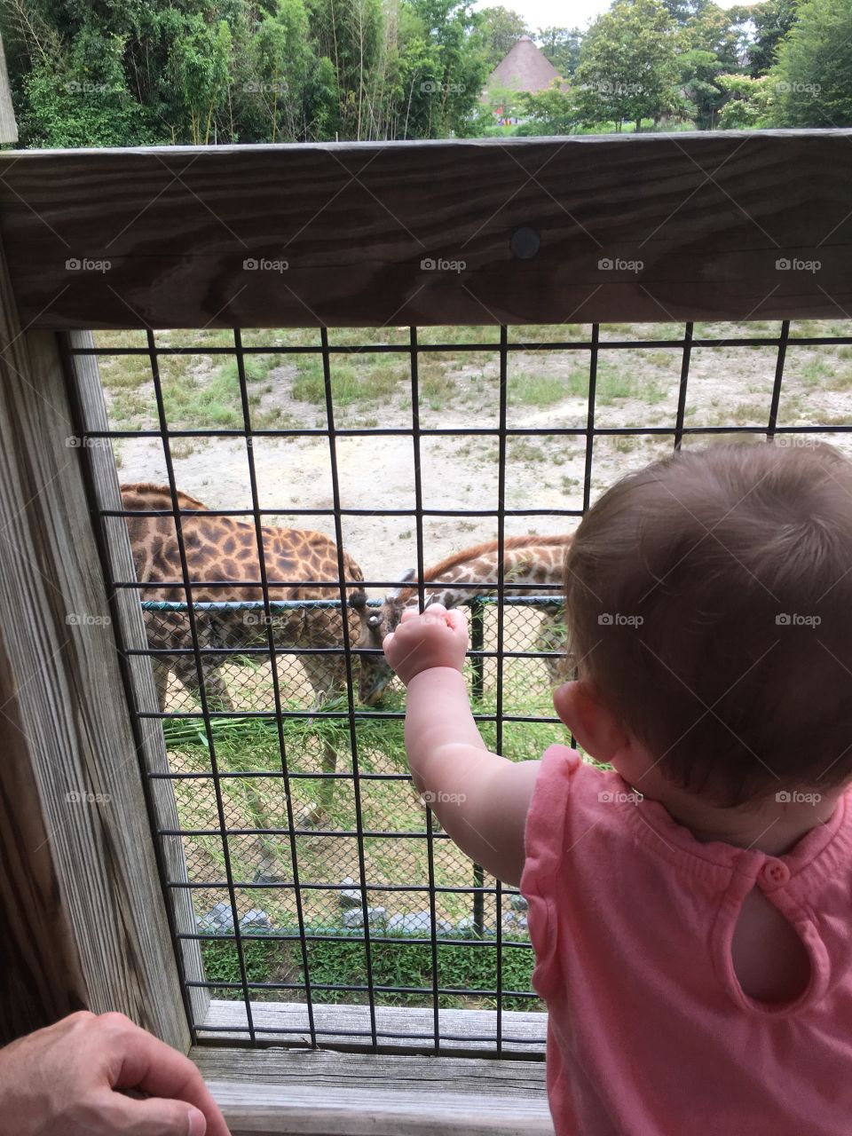 Giraffes through the Fence