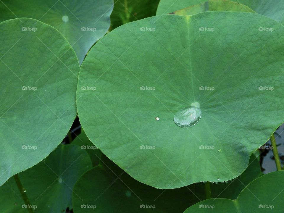 Water lily leaves with pooled raindrops 