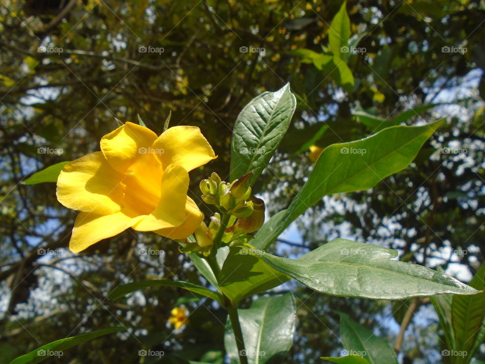 NATURAL NATUR BLÄTTER BOTANISCHER BLUMEN