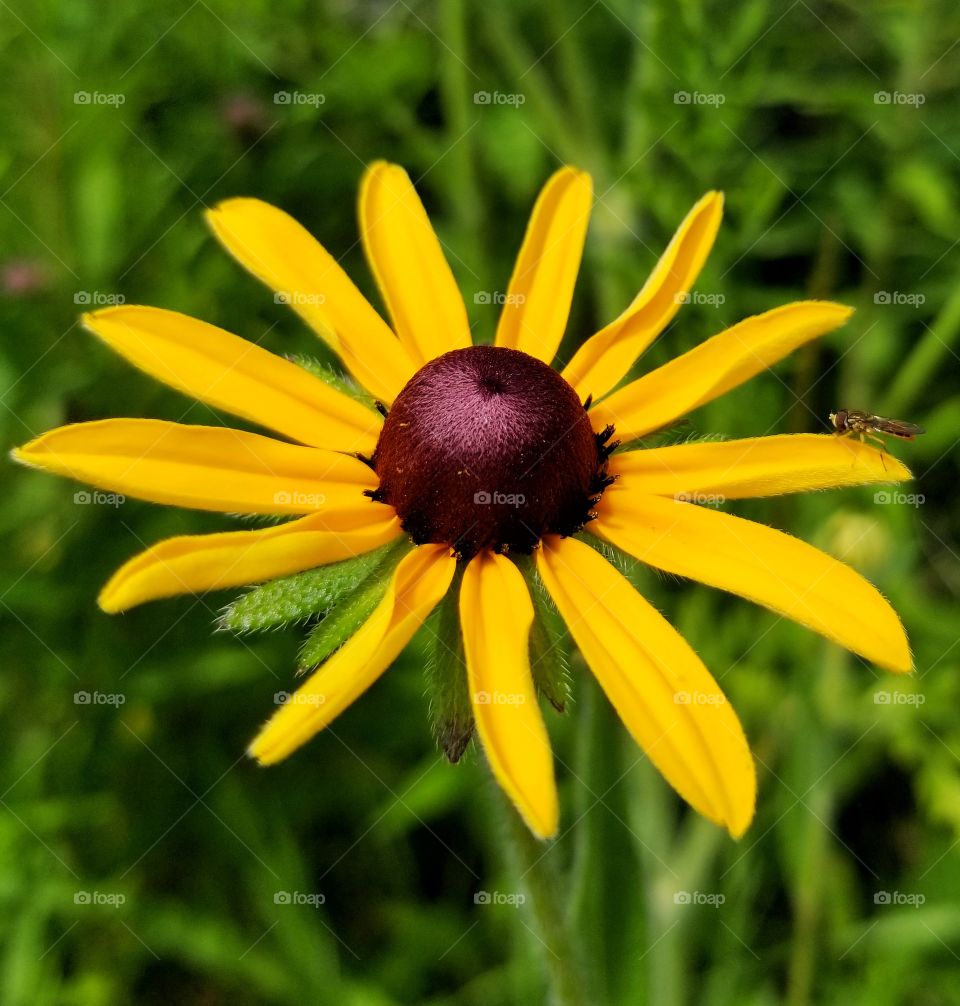 Yellow flower with fly