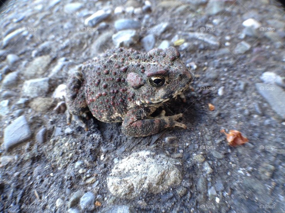 Toad 