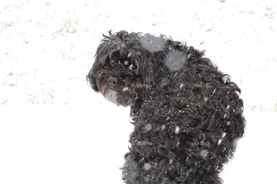 Coal enjoying the snow