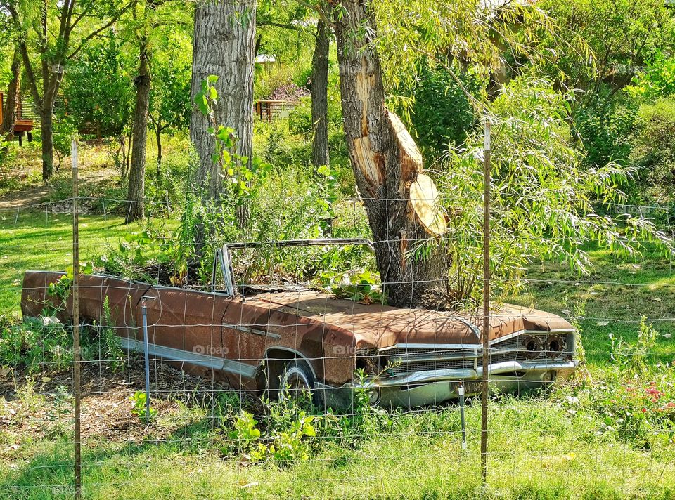 Derelict Car In A Garden. Rusty Old Car With A Tree Growing Out Of It
