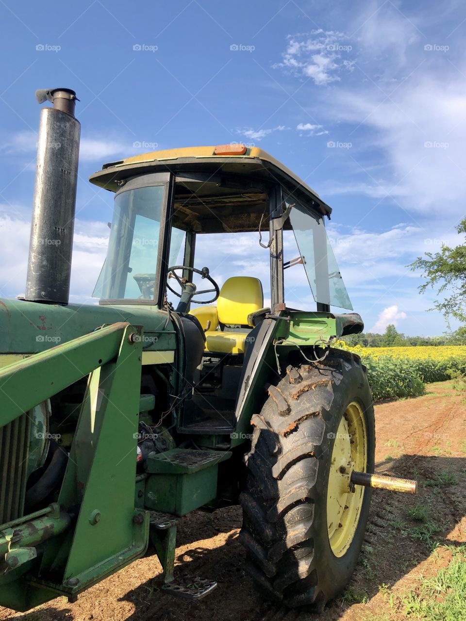 Large farm tractor in sunflower field on sunny summer day 