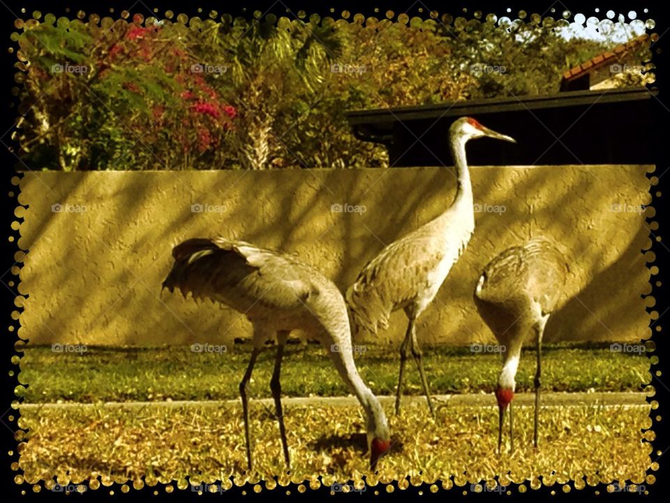 Sandhill Cranes