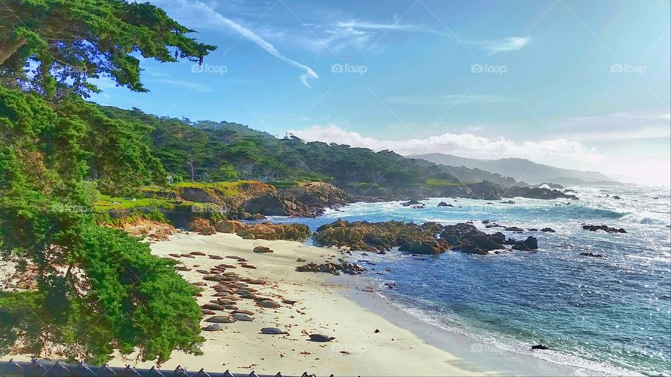Sunbathing Seals in Monterey, California