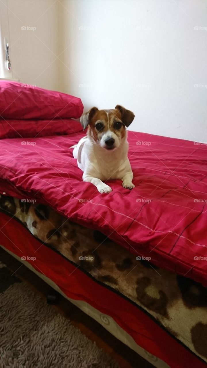 My adorable Jack Russell posing for a picture.