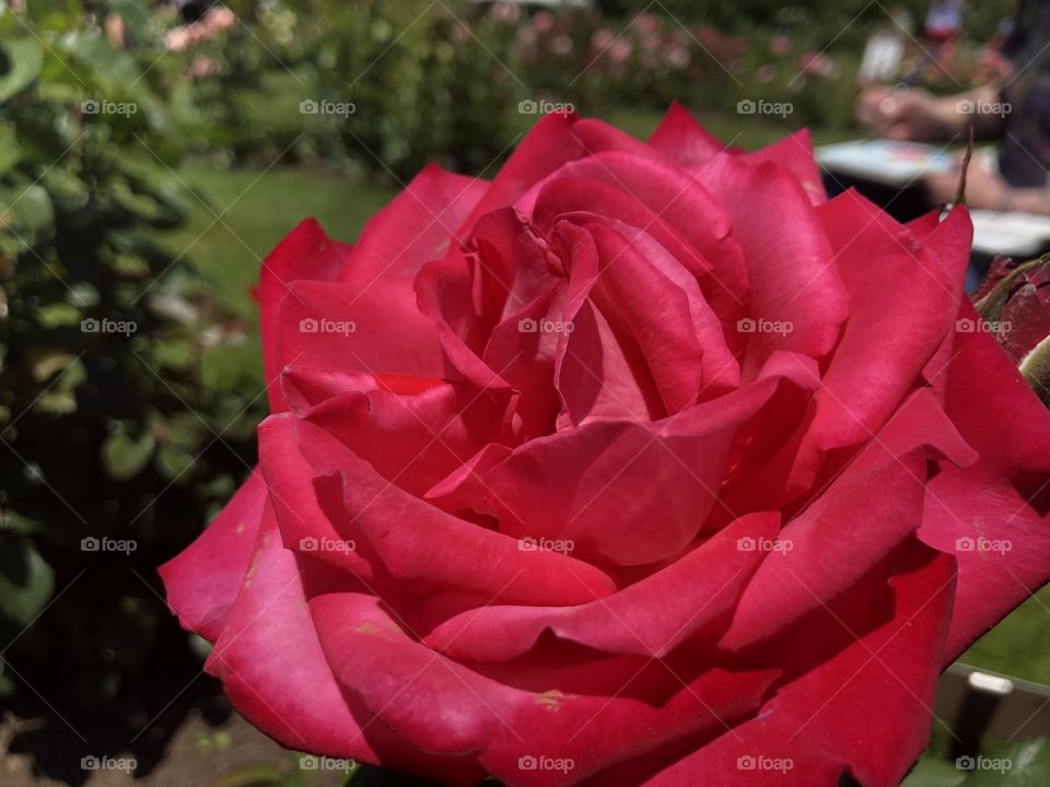 A beautiful red rose