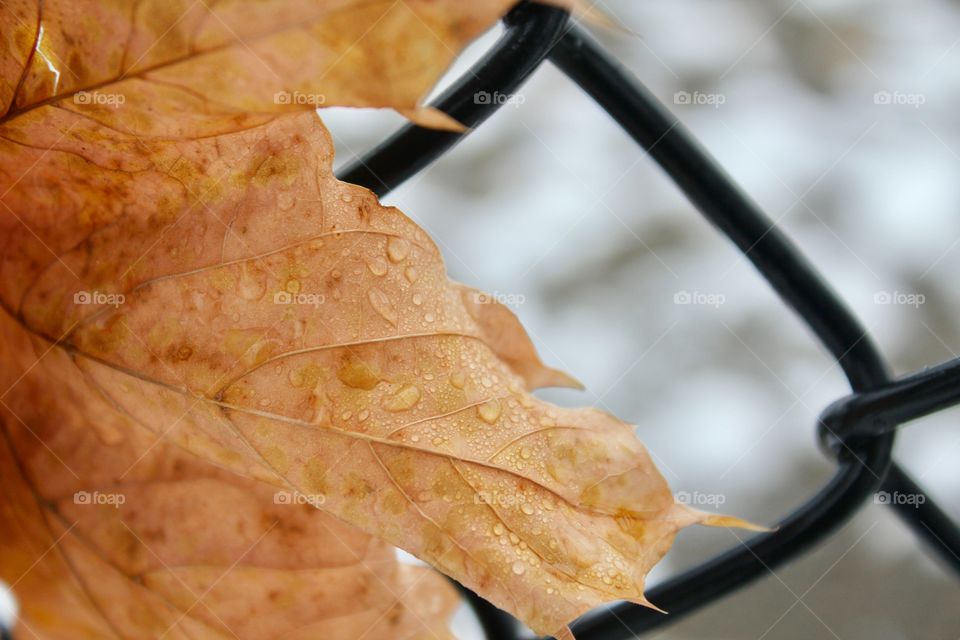 Autumn leaves in winter 