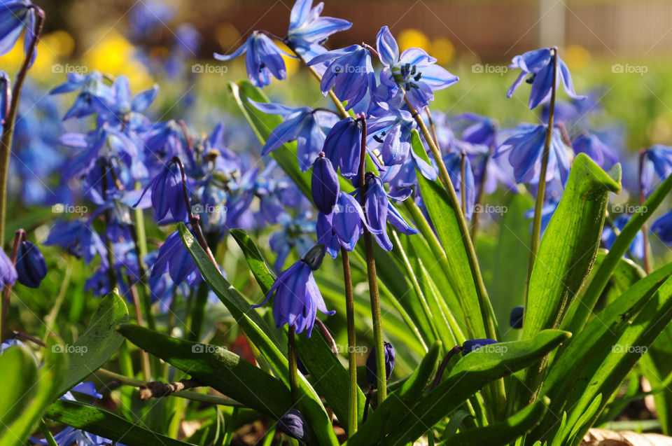 Blue snowdrops in the park 