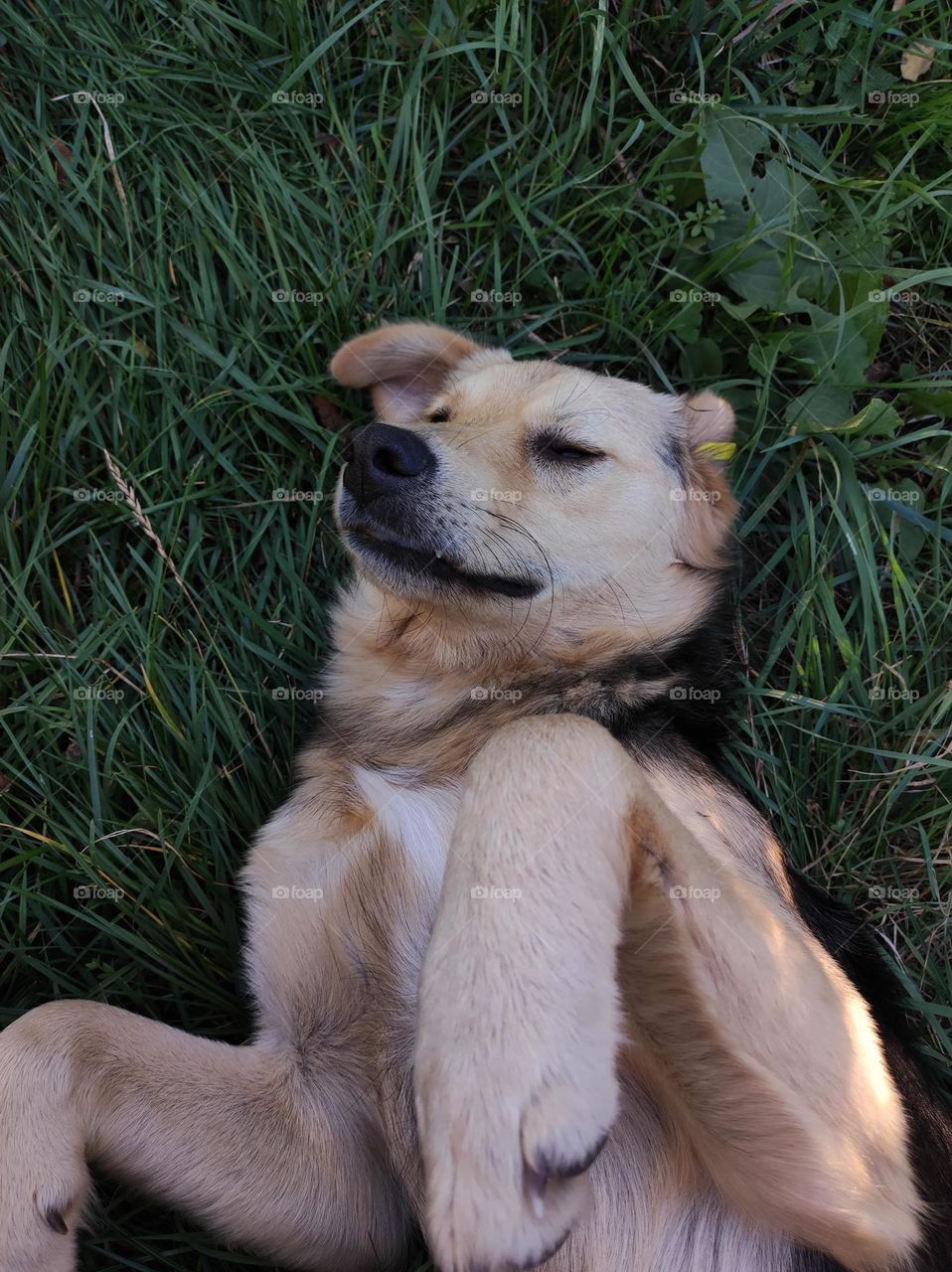 A photo of a cute dog with beautiful fur laying in the grass outside in the summer in a bulgarian village