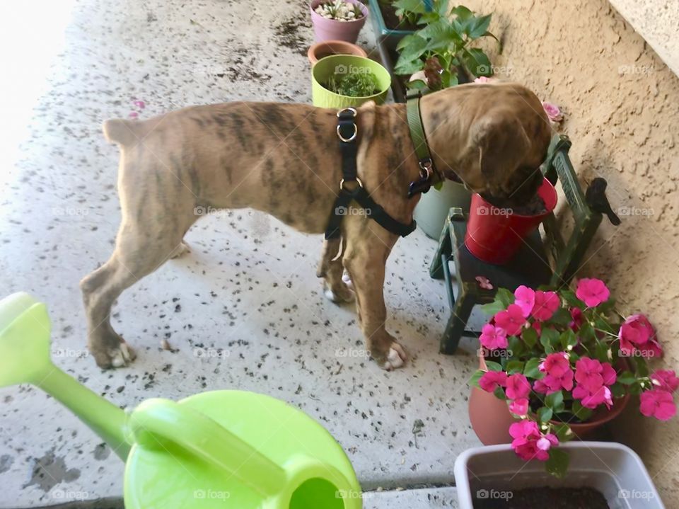 Our brindle boxer puppy dog smelling the flowers on the front porch on a summers afternoon. USA, America 