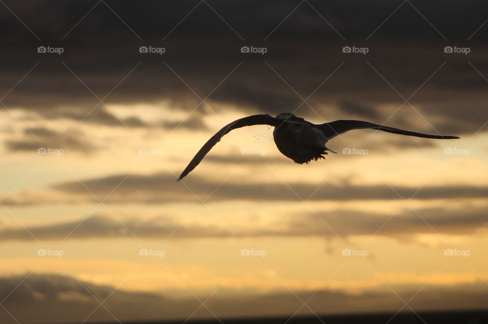 Morning shot of the sea, sky and clouds in a myriad of colours. A seagull is floating on the wind, illuminated by the sunlight. The bird is silhouetted against the early morning sunlit sky and clouds.