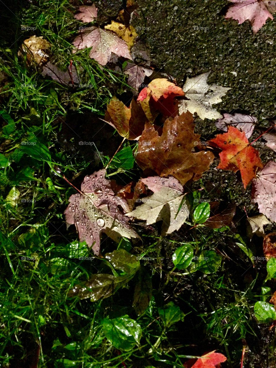 Just pretty fall leaves 