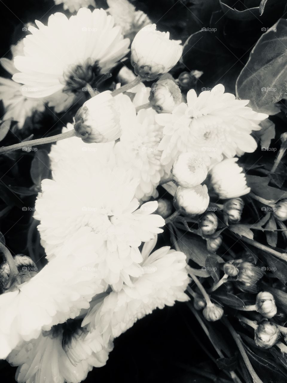 Flower, Monochrome, Nature, Leaf, No Person