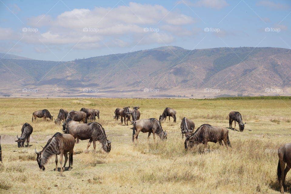 Wildebeests