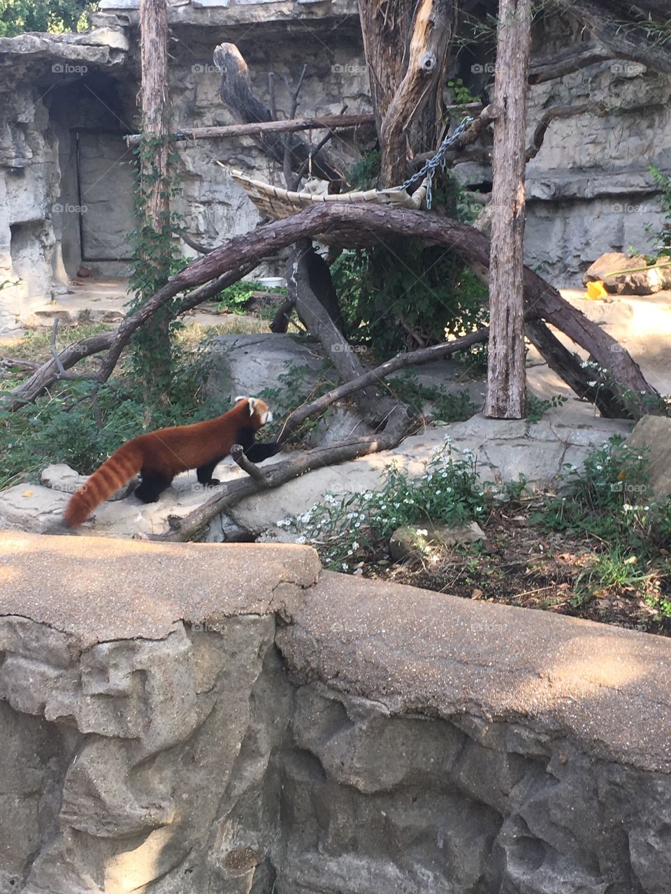 Red panda at Lincoln Park Zoo