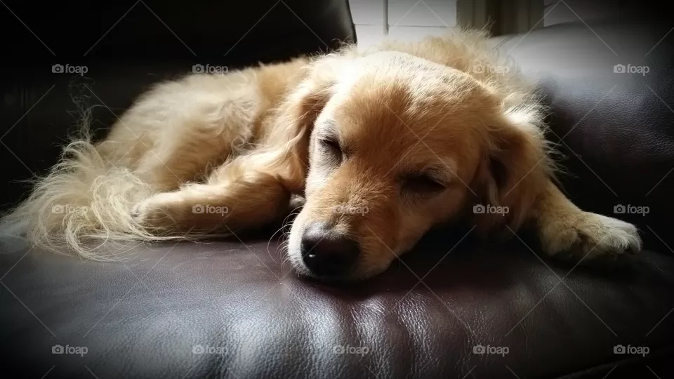dog nap