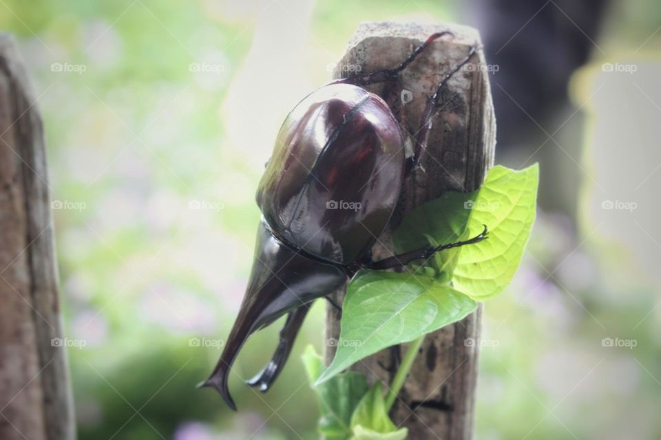 Rhino beetle