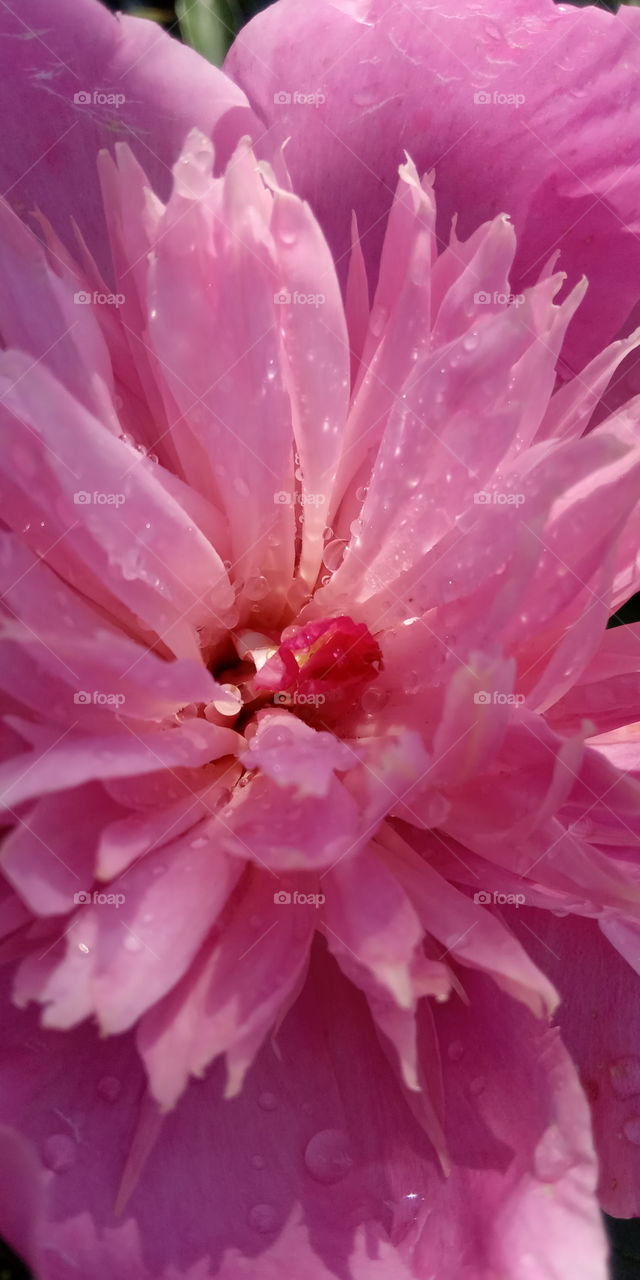 pink flower