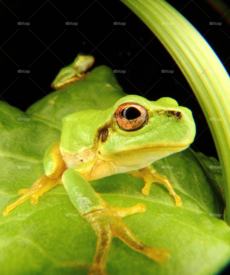 frog