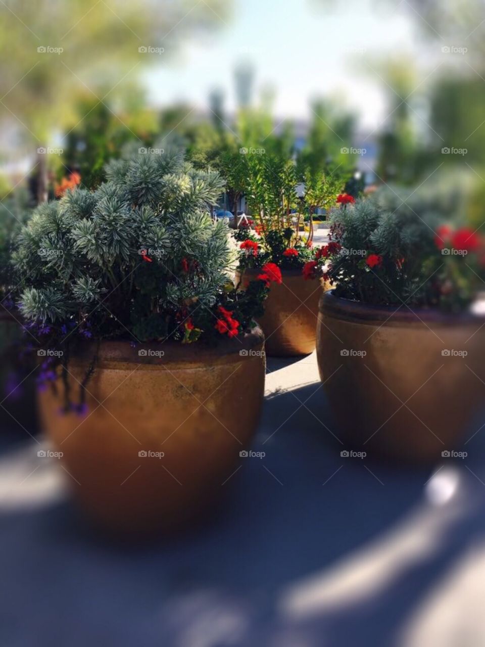 Flower pots