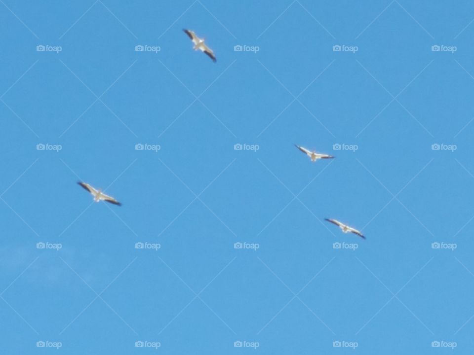 Flight, Sky, Airplane, Aircraft, Bird