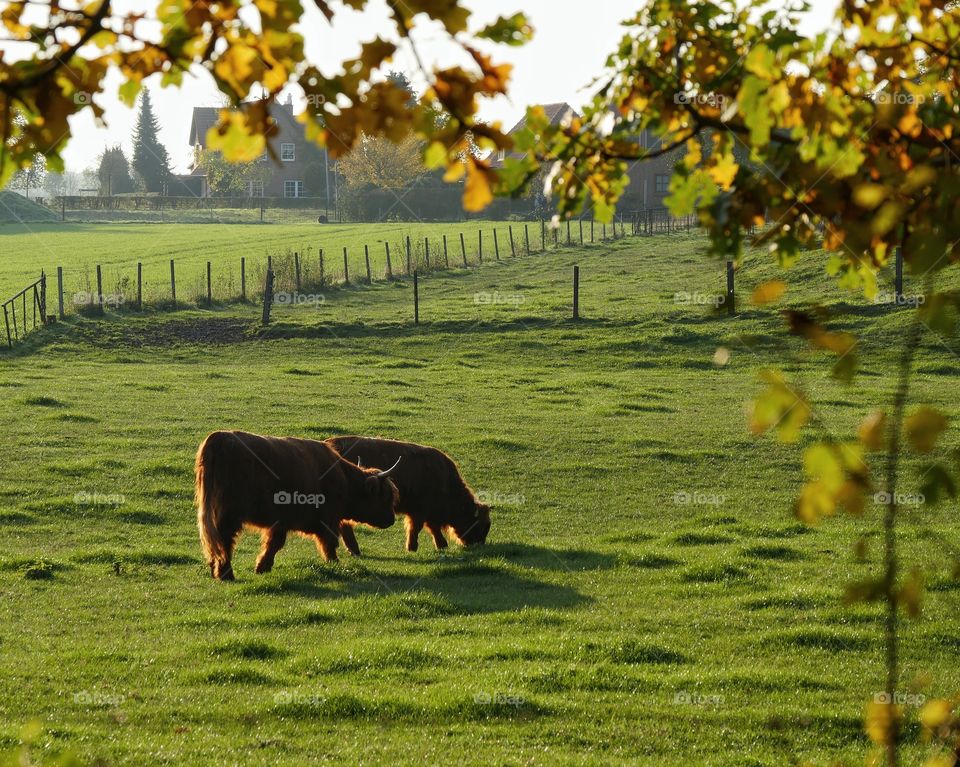 Highland cattles