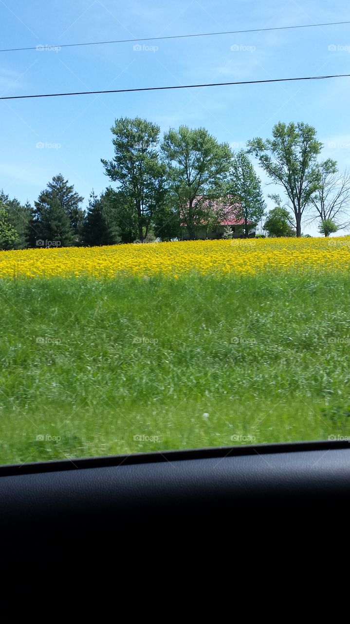 field of yellow flowers. farm land before they till