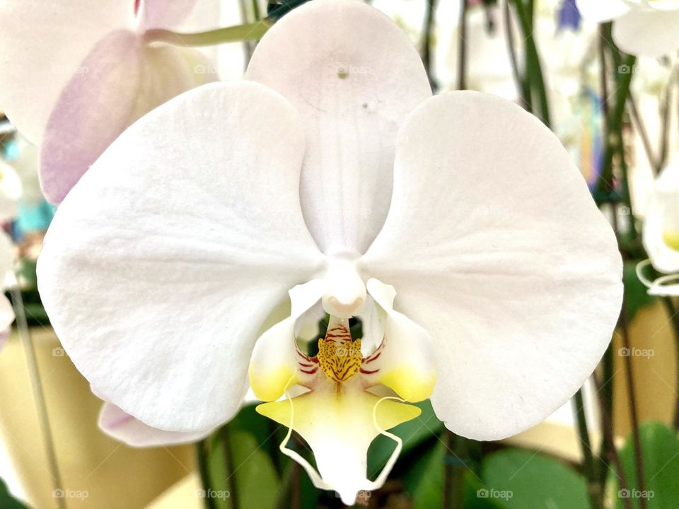 Orquídeas/ Orchids -🌹 🇺🇸 Very beautiful flowers to brighten our day.  Live nature and its beauty. Did you like the delicate petals? / 🇧🇷 Flores muito bonitas para alegrar nosso dia. Viva a natureza e sua beleza. Gostaram das pétalas delicadas? 