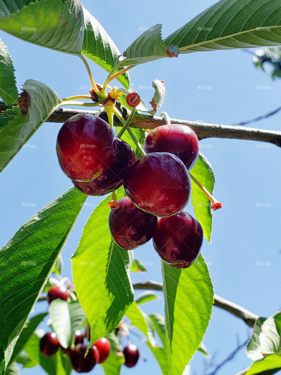 Plump, delicious bright red cherries hang from a tree in an orchard in Oregon’s Willamette Valley on a sunny summer day. 