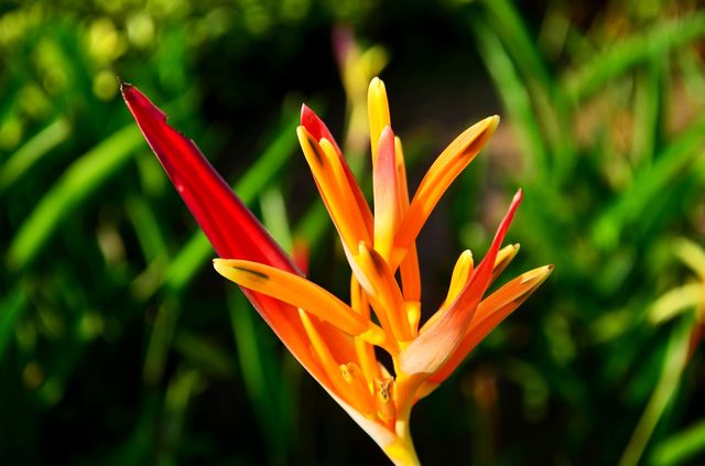 Birds of paradise