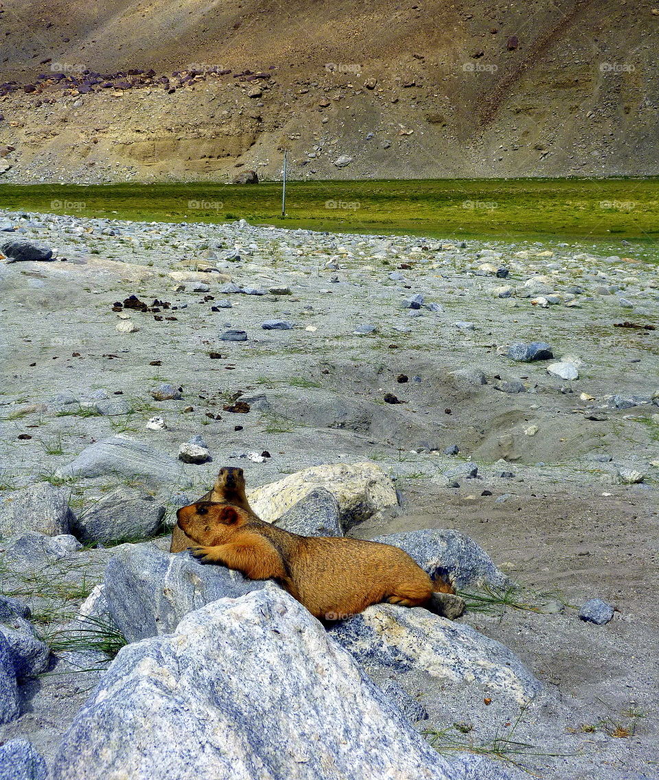 local wildlife Kashmir india