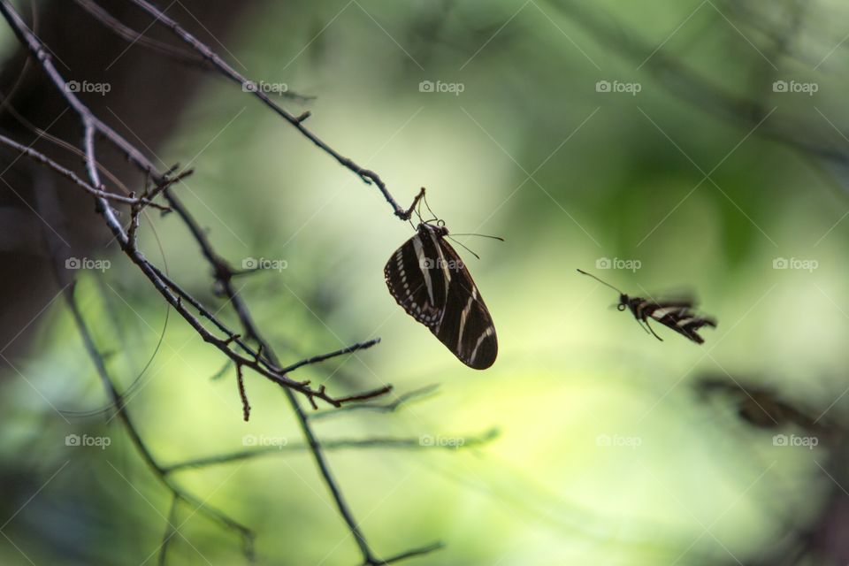 zebra longwing butterflies