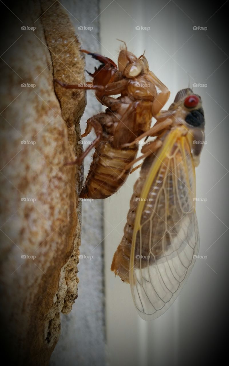 molting cicada. molting cicada