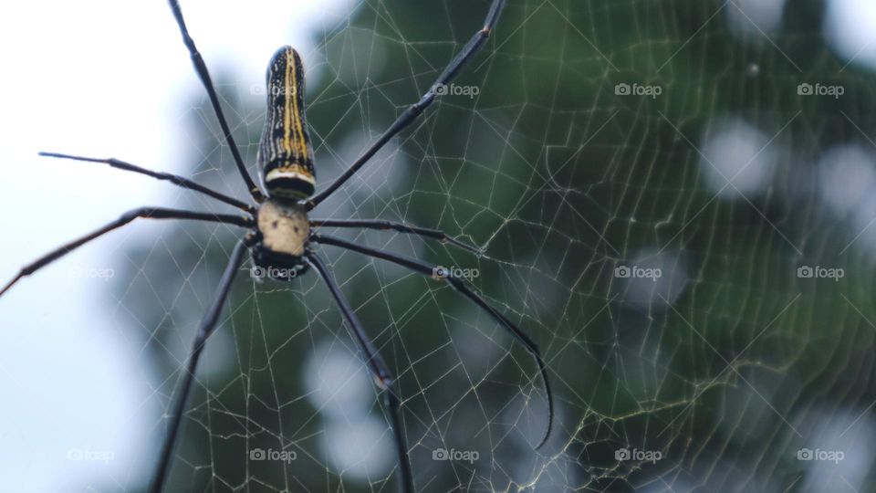 The Nephila pilipes spider is one of the largest types of spiders and is known in Indonesia under the names weaver spider, golden ball weaver spider, golden ball web spider