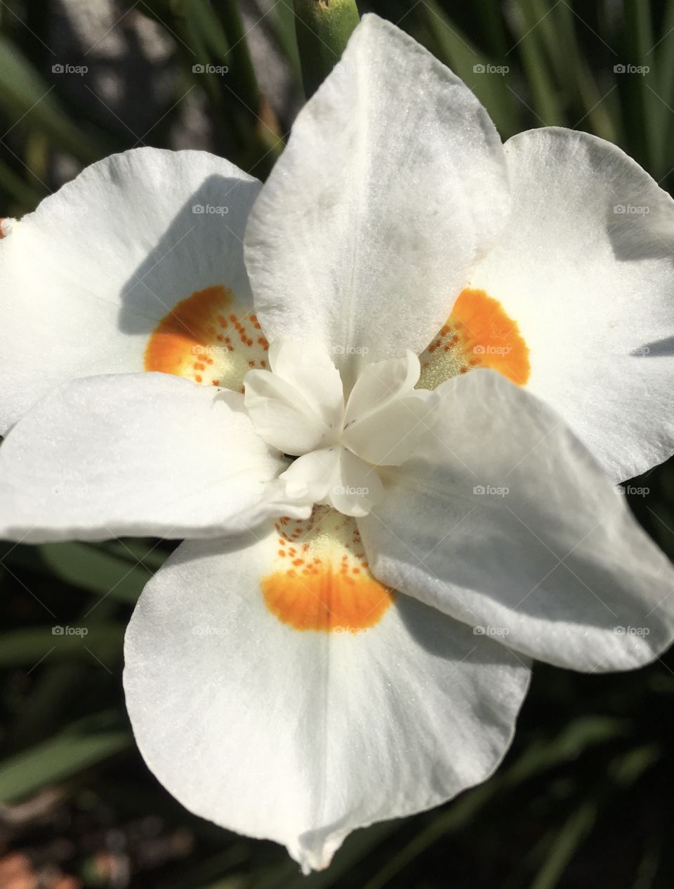 Flores brasileiras: bonitas e belas, sempre nos encantam! Aqui, uma típica mostra de Plantas do Brasil. / Brazilian flowers: beautiful and beautiful, always enchant us! Here, a typical show from Brazil Plants.