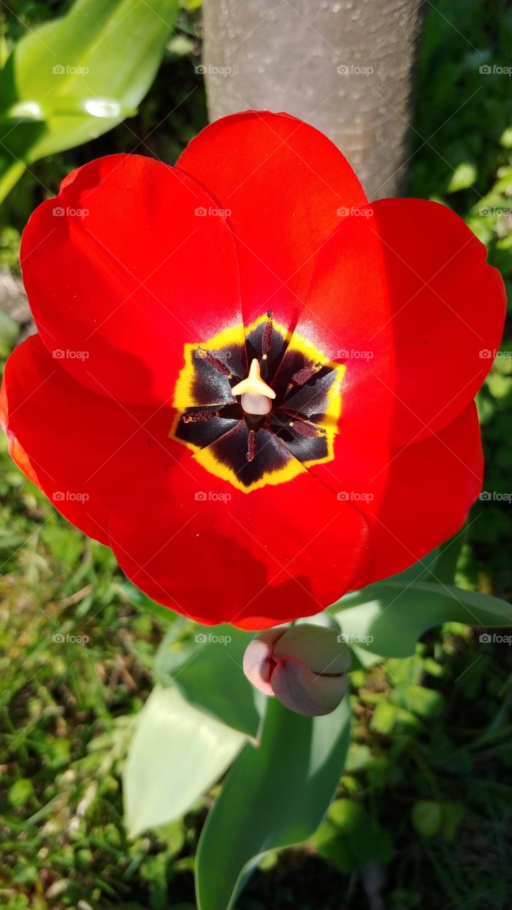 The red tulip in the garden