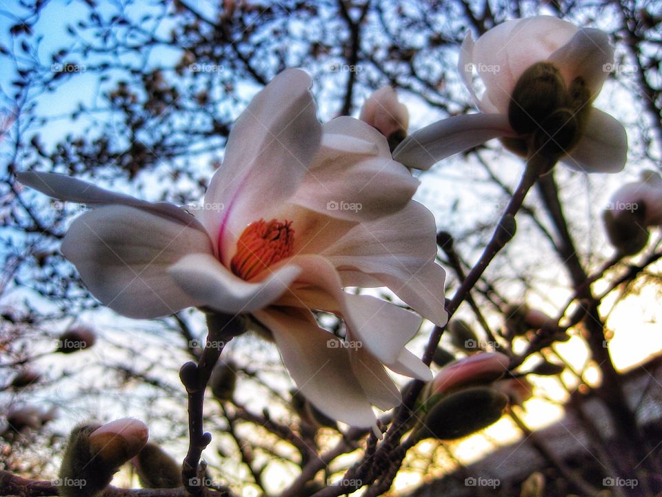 Magnolia