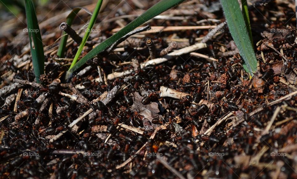 High angle view of ants on field