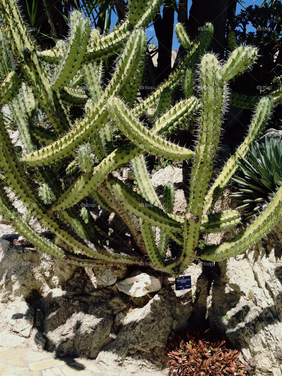 Exotic garden of Monaco cactus