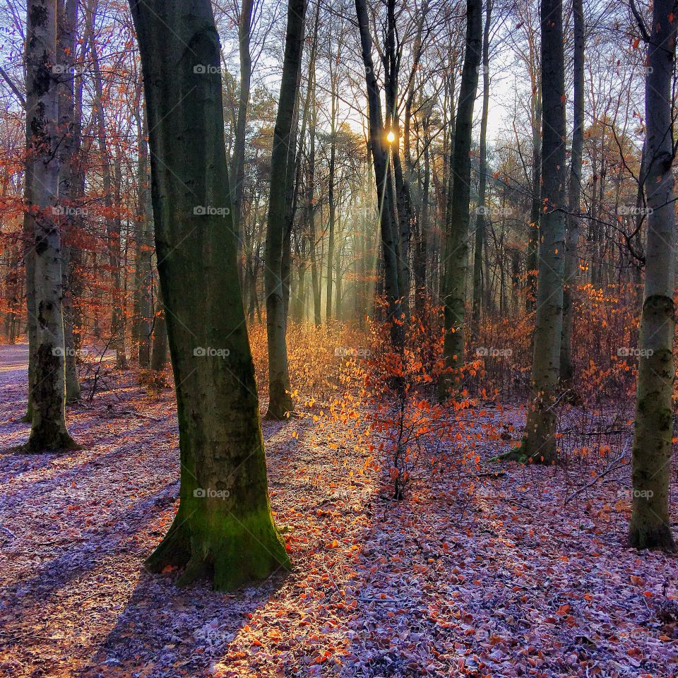 Sunlight through the forest