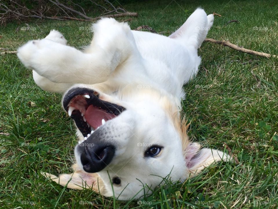 Dog rolling in grass