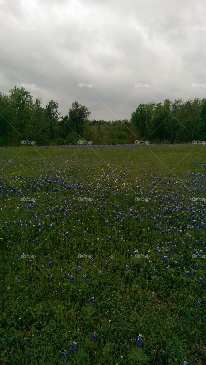 Landscape, Flower, Hayfield, Field, Grassland