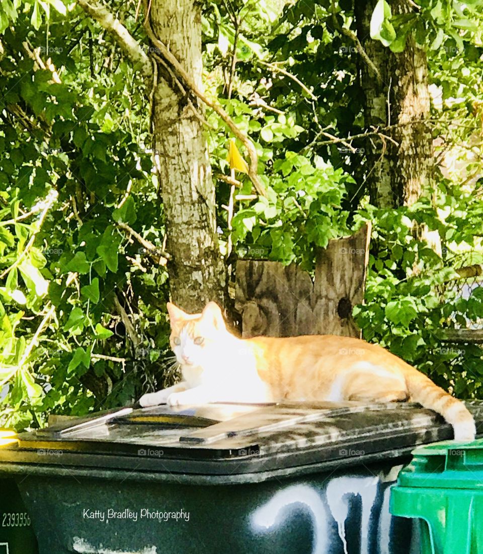 Sir. PIB as he lounges on the lid of a trash can. He lays there surveying his surroundings waiting for the  right Moment to. . . Pounce! 