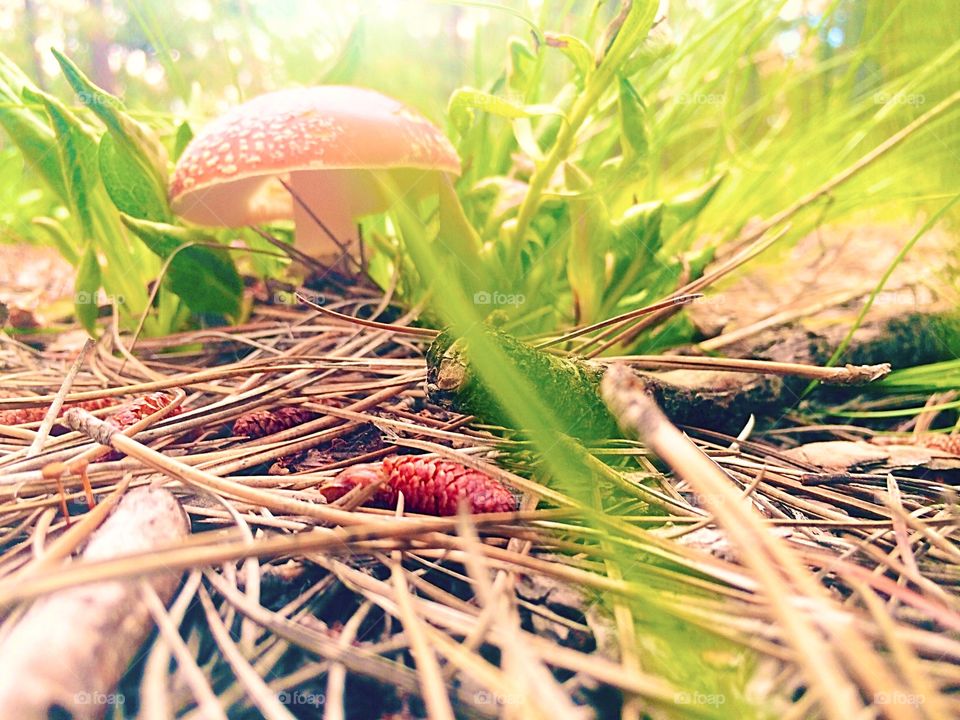 Mushroom on forest floor 