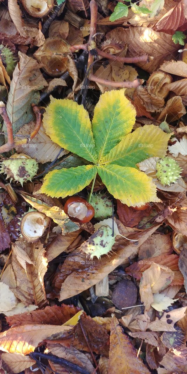 autumn herbst Kastanie blatt Laub
